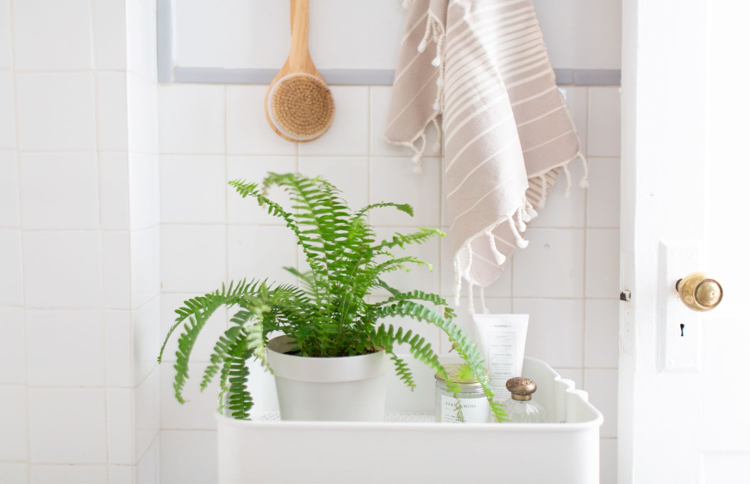 Good Plants for Bathroom