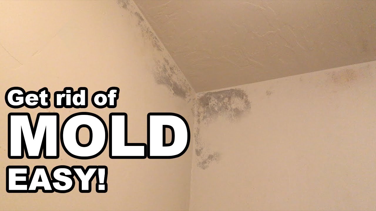 How Do I Remove Mold from Bathroom Walls