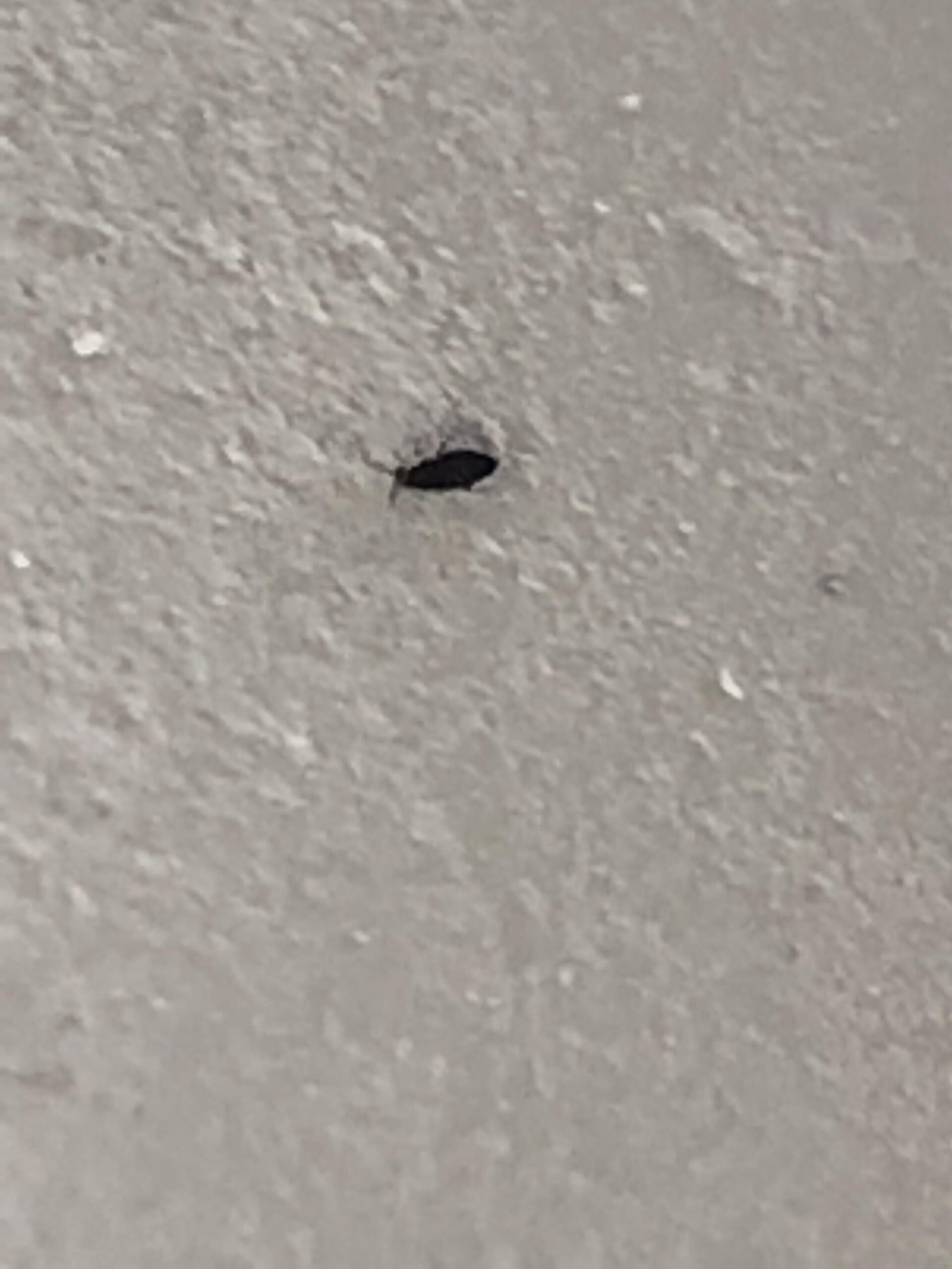 Small Black Bugs in Bathroom